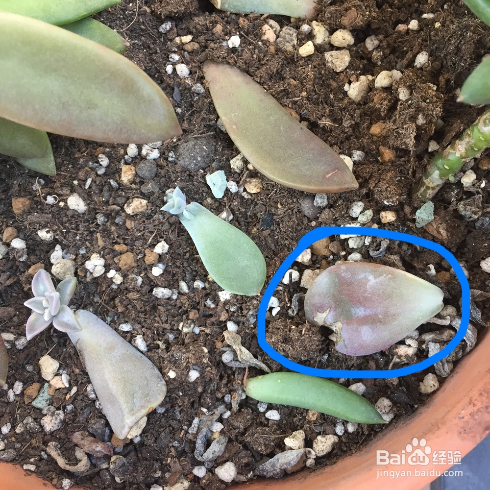 多肉被鸟啄了之后怎么处理