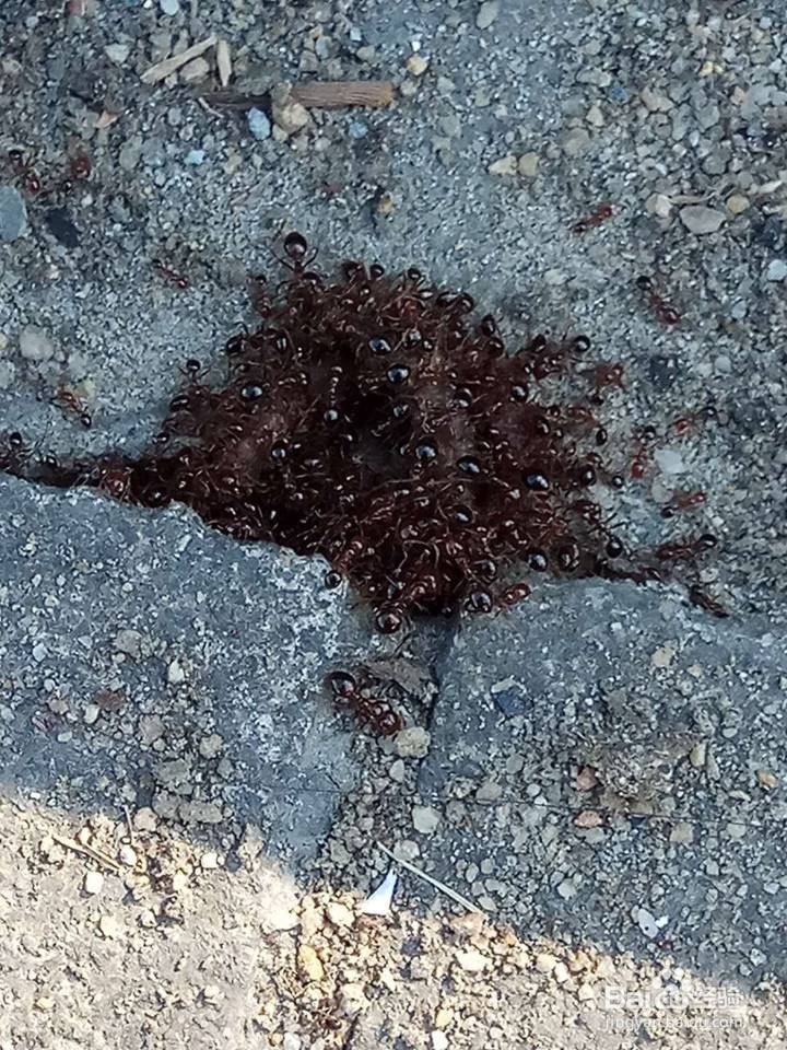 被红火蚁咬到怎么办,高级生物防制员经验告诉你