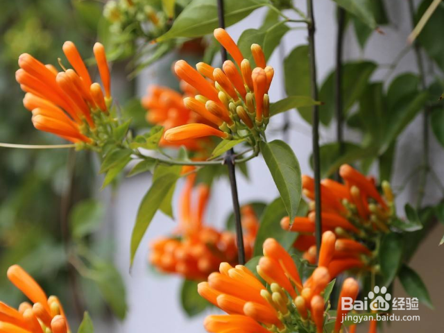 如何养殖炮仗花呢?