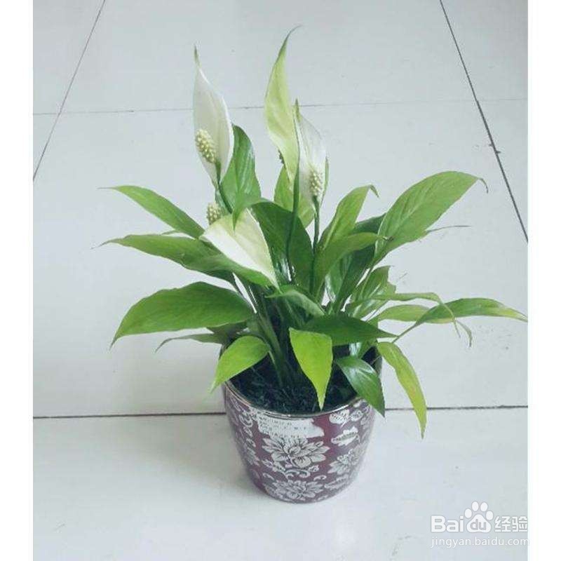 不宜放的家里面的植物