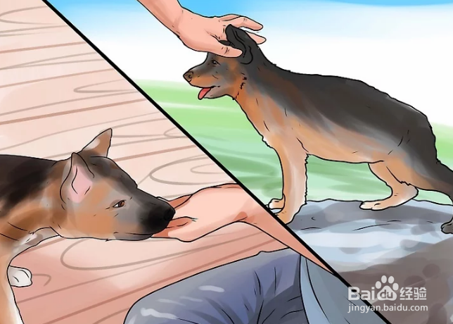 如何训练德国牧羊犬