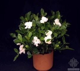 栀子花的养殖