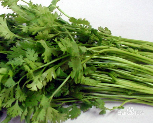 香菜怎么种植