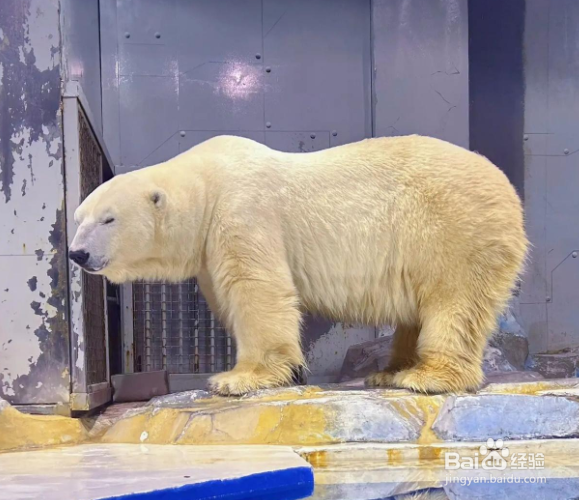 大连圣亚海洋管攻略（三）