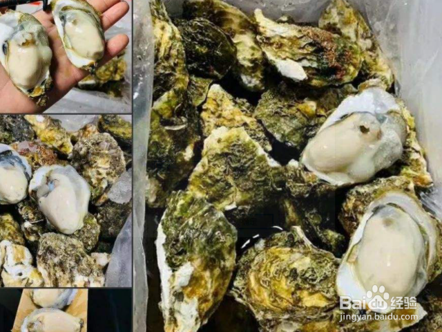 泡沫箱生蚝是冷冻还是冷藏