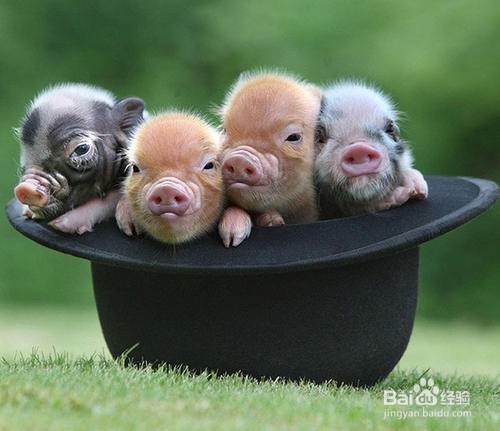 养宠物猪的注意事项