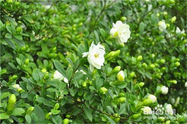栀子花应该怎么养