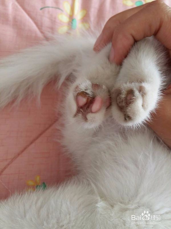给猫咪洗澡的注意事项!