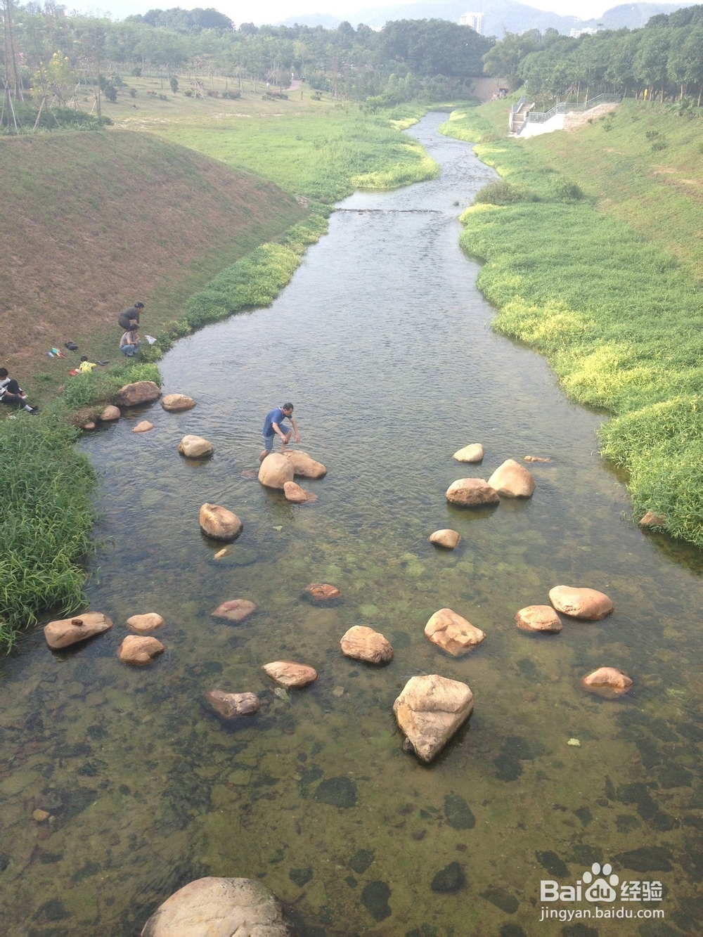 如何挑选泰迪幼犬