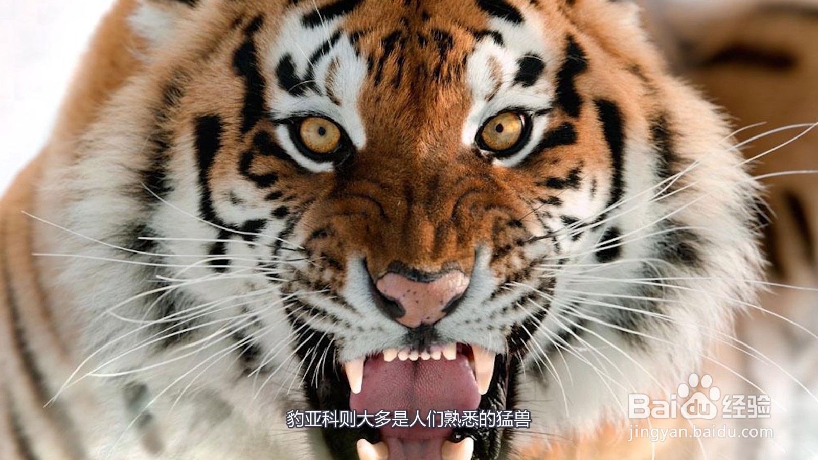 猫科动物有哪些