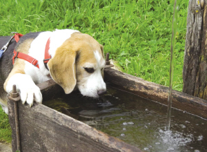 狗狗中暑了怎么处理