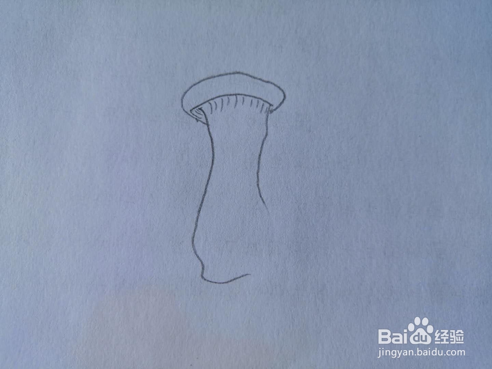 如何画杏鲍菇简笔画？