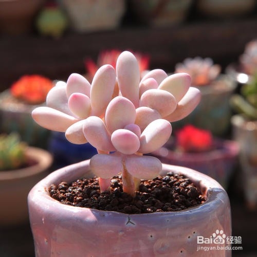 夏天哪些花不能多浇水:7种常见花介绍