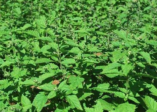 慢性咽喉炎自然疗法冬凌茶的做法