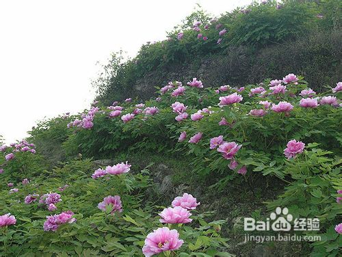 重庆春游好去处-垫江牡丹花一日游