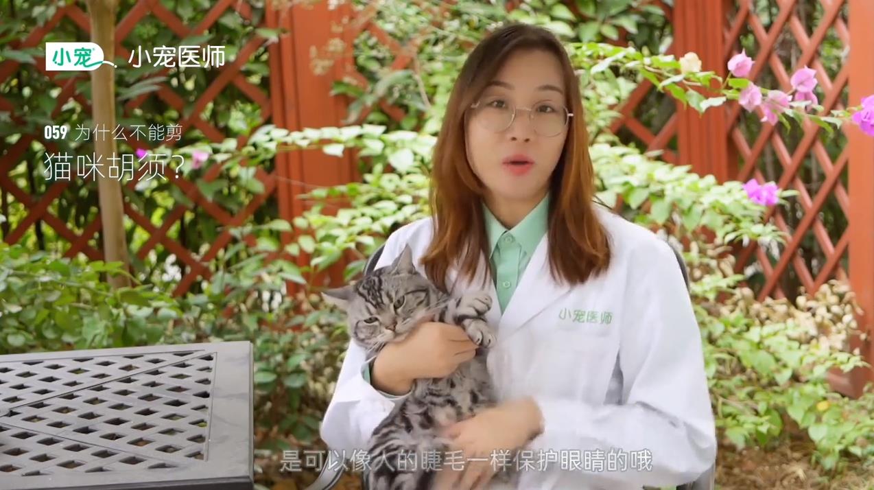 猫咪胡须有什么作用
