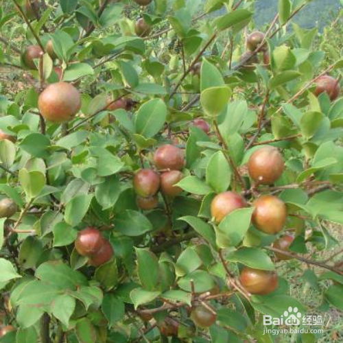 如何养殖好油茶