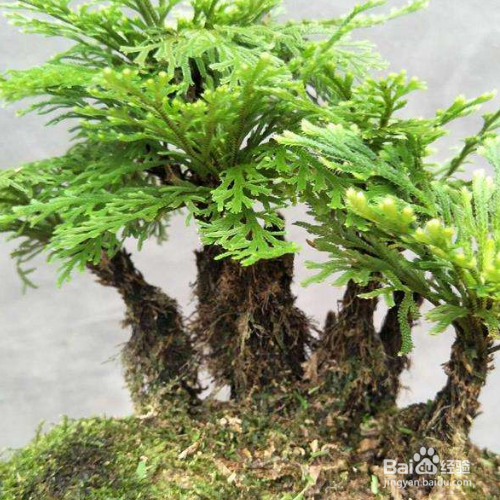 卷柏在家我们应该怎么养?