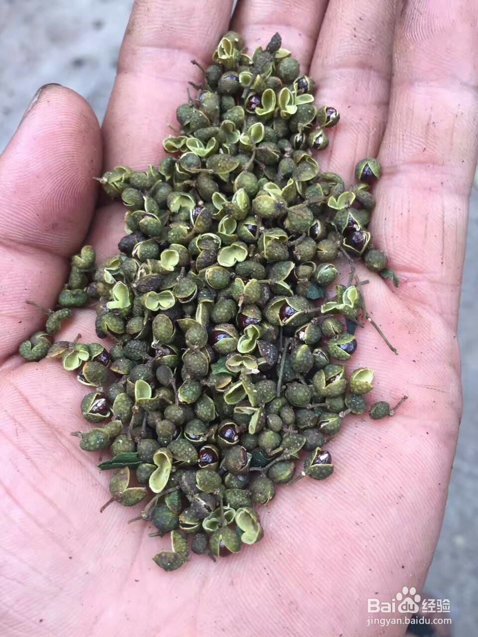 花椒烘干机的烘干效果