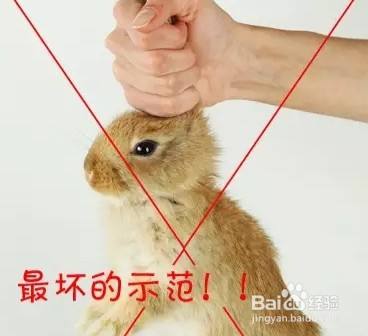 家兔捉拿方法