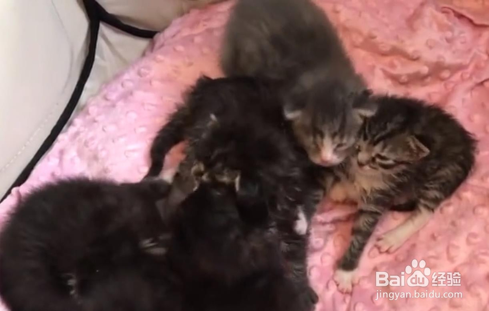 照顾小奶猫的必备物品 安抚小猫仔的5种方法