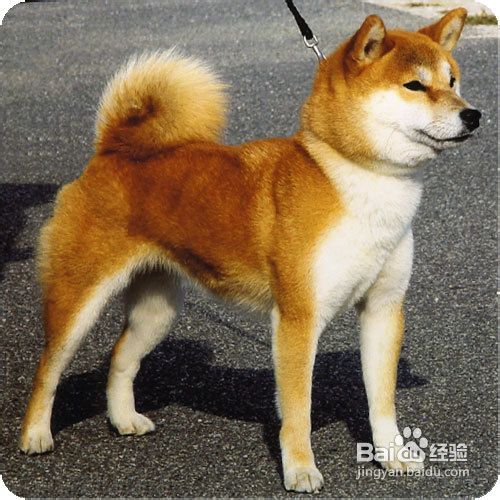 秋田犬多少钱
