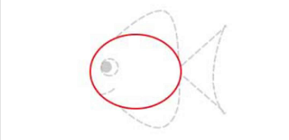 简笔画如何画小鱼