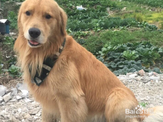 怎么训练狗狗唤回技能？