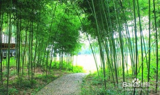 竹子怎么处理能弯曲