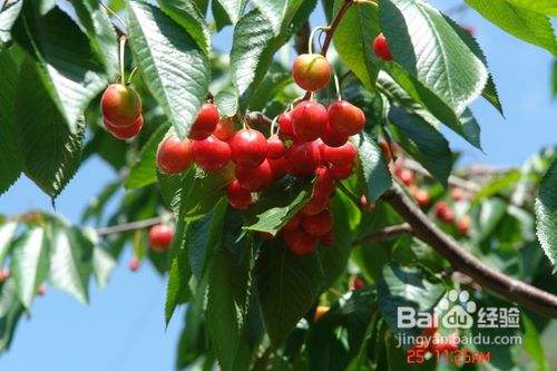 美白祛斑的方法，水果美白祛斑的方法-（美白祛斑水果排行榜）[图]