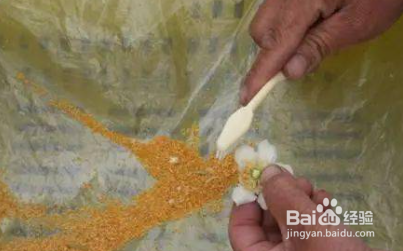 猕猴桃花粉怎样采收