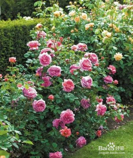 她把这个丢进花盆,植物不发黄不干枯多养好几年