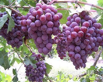 日常挑水果的窍门有哪些？