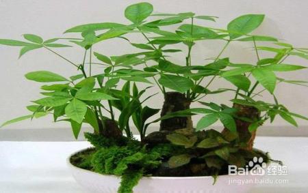 就这么做,让你家发财树叶绿枝粗,从此告别烂根!