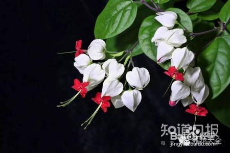 世界最美的8款垂吊花，看一眼就疯狂！