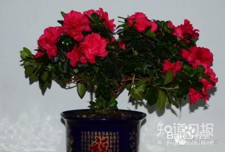 家里没有光，养这6种植物也能开出花！