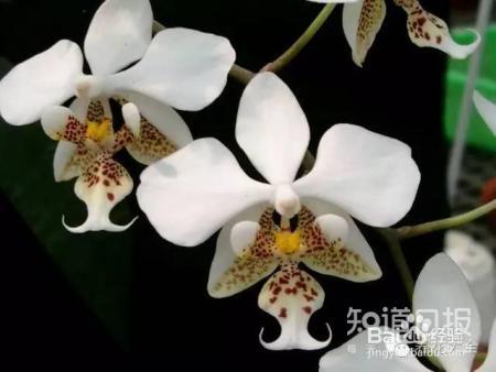 100种兰花品种图鉴，花开瞬间，艳冠群芳！