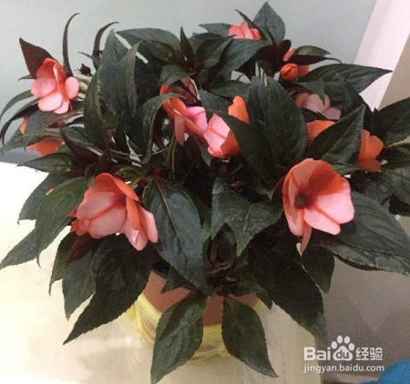 这些植物新手也可以养,轻松爆盆,不信你试试