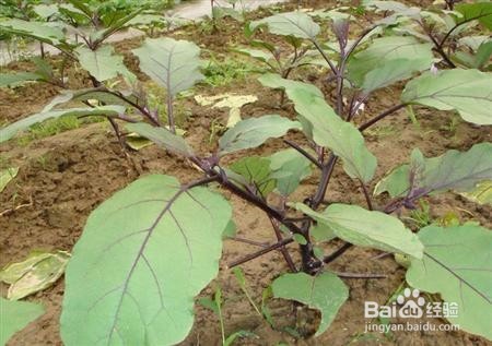 茄子落花落果的防治对策