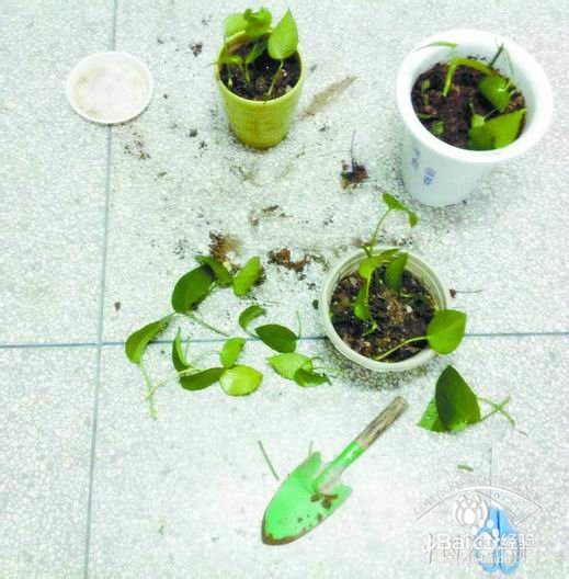 绿萝的养殖与繁殖
