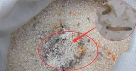 米放久了会有虫子，那么问题来了，那些虫子都是哪里来的呢？