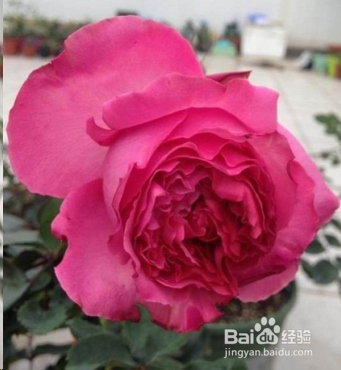 蓝妖：不可错过的经典灌木月季品种介绍