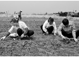 洋甘菊种子的种植方法