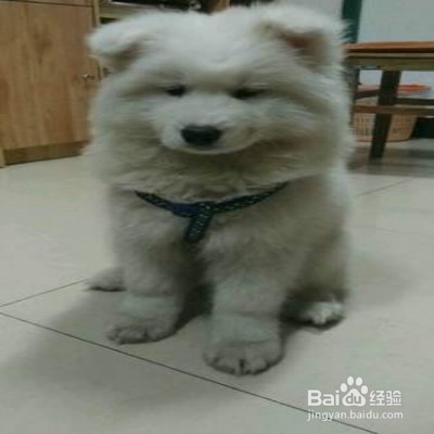 狗狗随地大小便怎么办