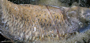 怎么做糖醋鲤鱼