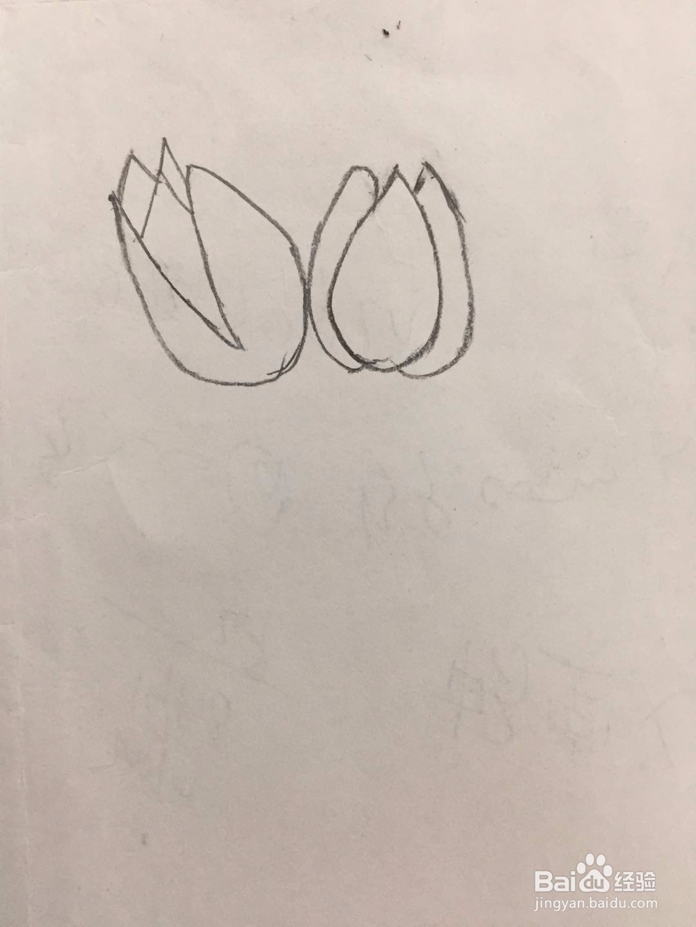 简笔画郁金香的画法