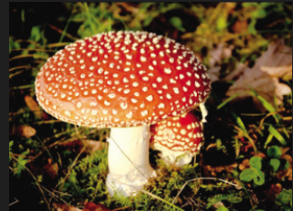 怎么预防食物中毒，食物中毒症状，食物中毒