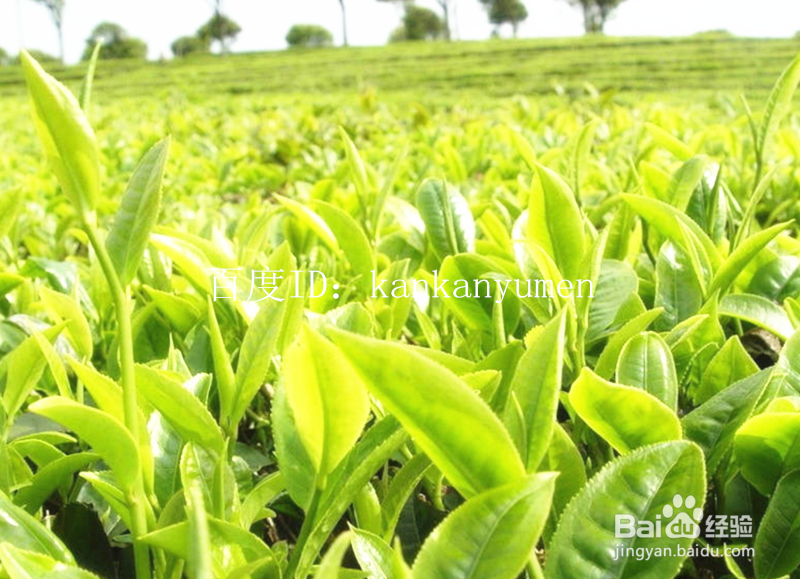 什么茶品适合春季饮用