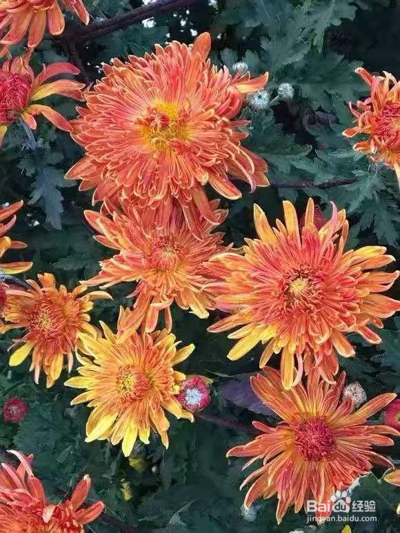 3种花现在养1盆，1个月就开花，一直开到12月