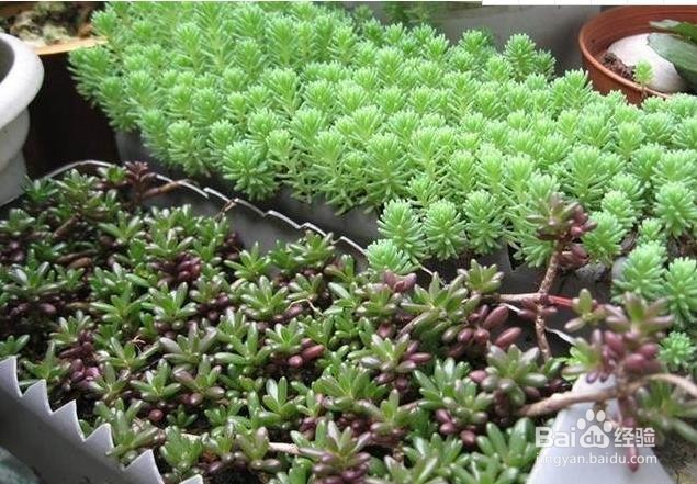 用塑料瓶做花盆